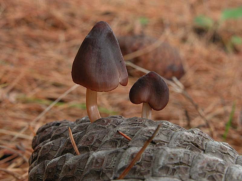 I Miei Funghi 4�